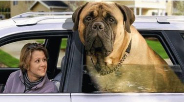 hund.jpg