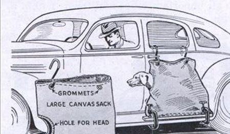 hundepose.jpg