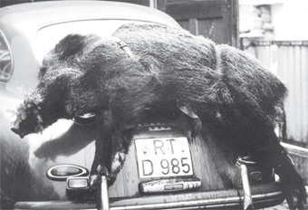schweinaufporsche.jpg