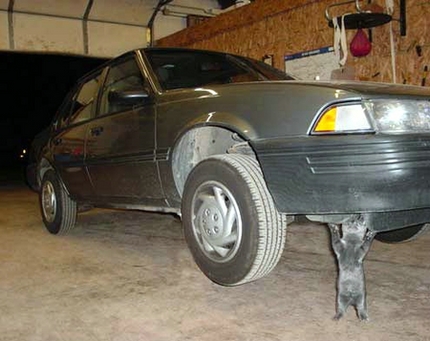 kitten_lifts_car-12052.jpg